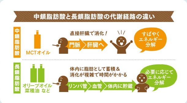 中鎖脂肪酸 Mct とはどんな成分 健康やダイエットに良いって本当 仙台勝山館ココイル