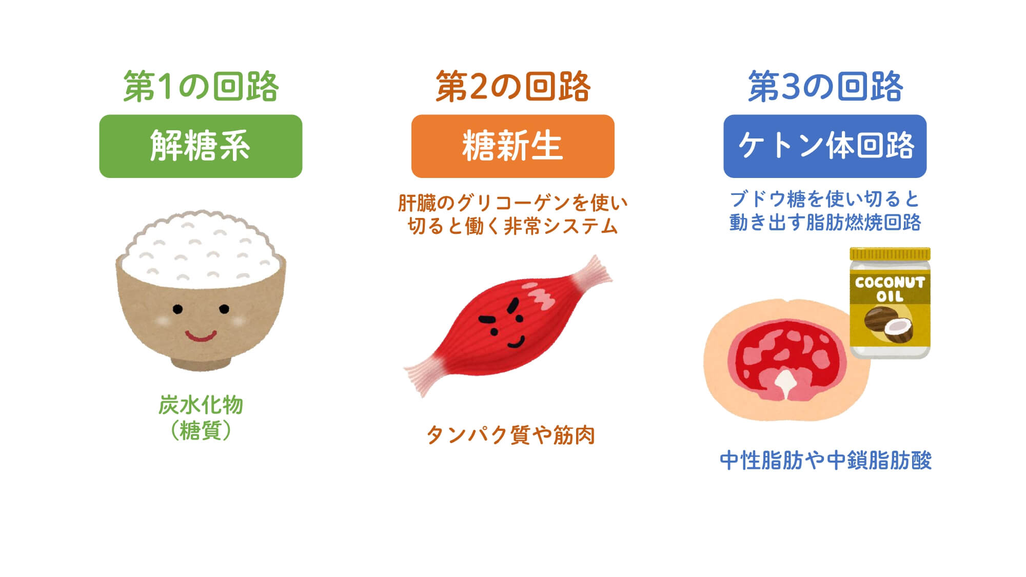 脂肪を狙い撃ち！ケトン体回路とは？誰でも簡単に切り替える方法も紹介