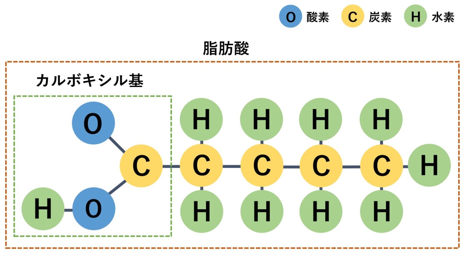 長鎖脂肪酸とはどんな成分？中鎖脂肪酸とは何が違うの？ | コラム | 仙台勝山館ココイル